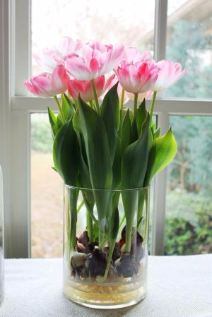 Выращивание тюльпанов в прозрачной вазе (5) (300x449, 103Kb)