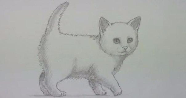 Фото кошек как нарисовать