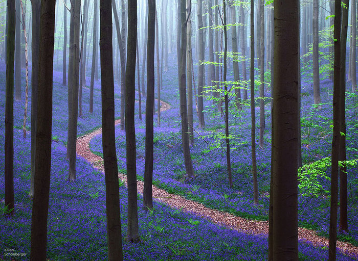 bluebells-blooming-hallerbos-forest-belgium-1 (700x512, 179Kb)