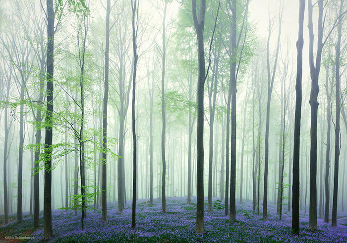 bluebells-blooming-hallerbos-forest-belgium-2 (700x490, 138Kb)