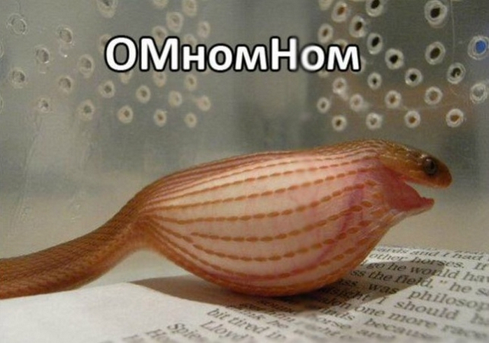 прожерливая змея 3 (700x491, 284Kb)