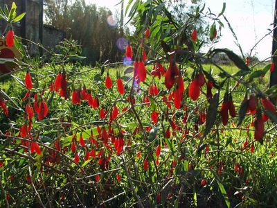 Сколько килограмм можно сбросить за год без вреда для здоровья