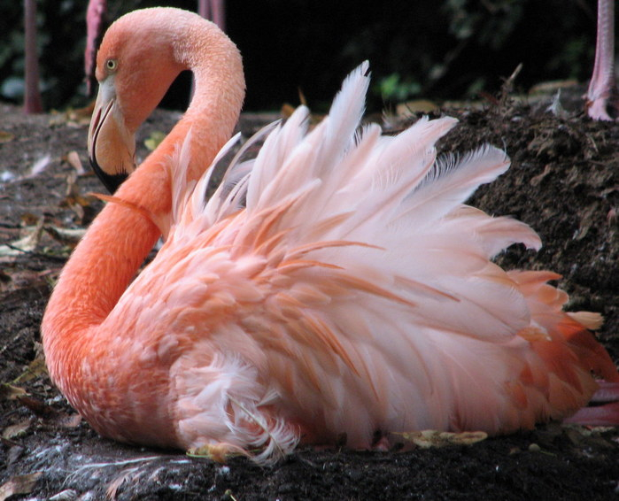 114091980_large_20324098_1205447162_Broedende_Rode_Flamingo (699x566, 337Kb)