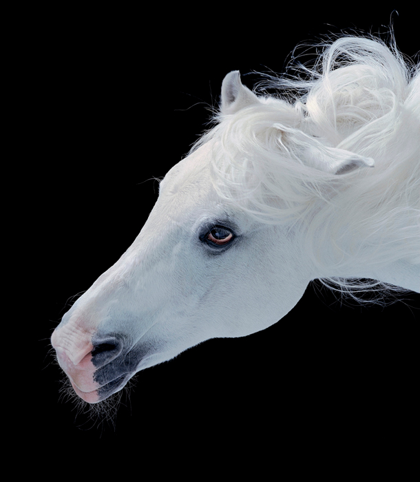 Tim Flach154779210 (610x700, 230Kb)