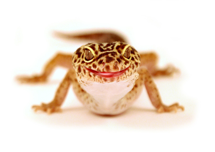 Alexey Mikhailov Smiling Lizard (700x496, 184Kb)