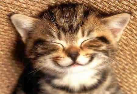 happy cat (450x309, 98Kb)