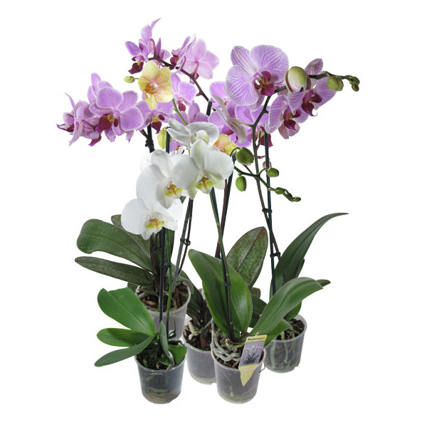 орхидея (600x600, 122Kb)