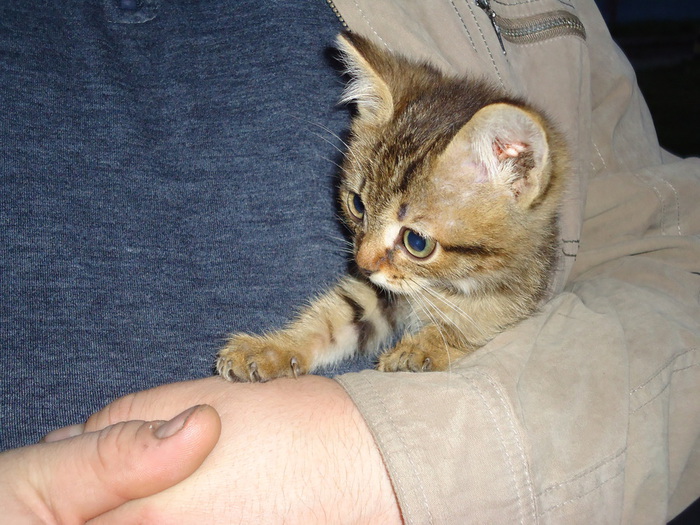 92579417_large_DSC00605 (700x525, 157Kb)