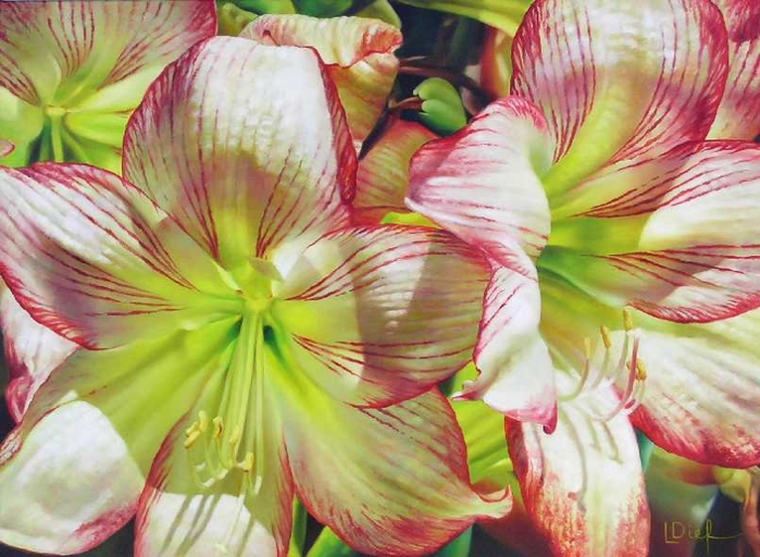 2835299_jubilationhippieshippieastrum (700x512, 273Kb)