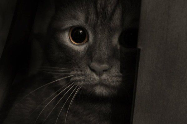 getImage (600x398, 22Kb)