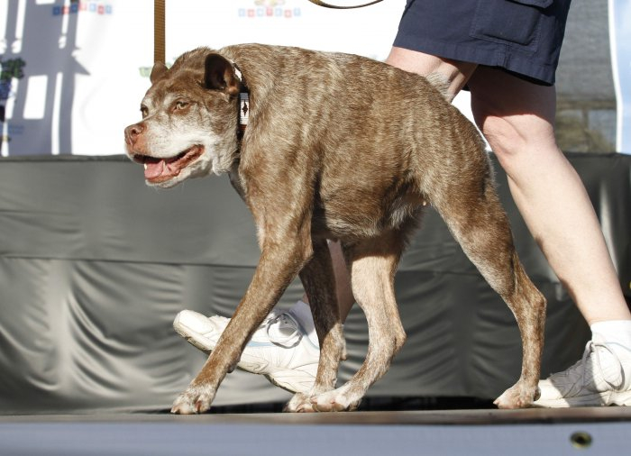 самая уродливая собака в мире 4 (700x506, 240Kb)