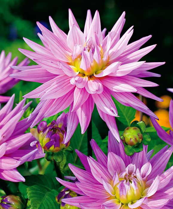 Dahlias_31 (579x700, 152Kb)