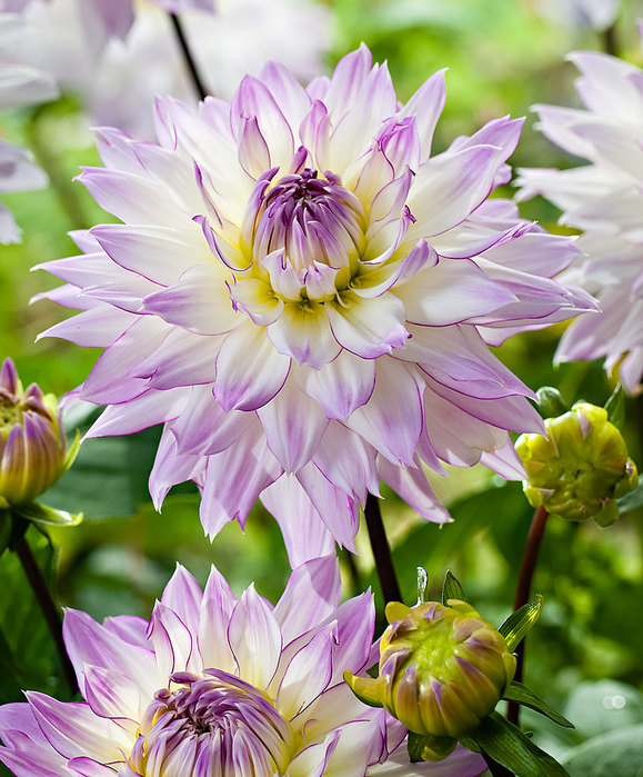 Dahlias_02 (579x700, 132Kb)