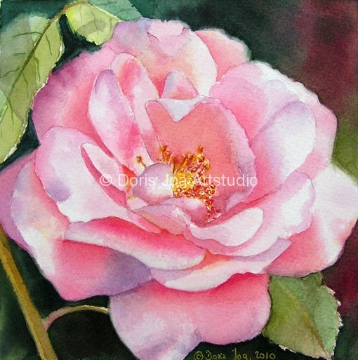 Doris Joa Aquarell Rosen15 (510x513, 185Kb)