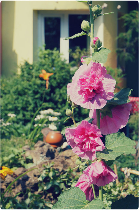 DSC02850 (465x700, 102Kb)