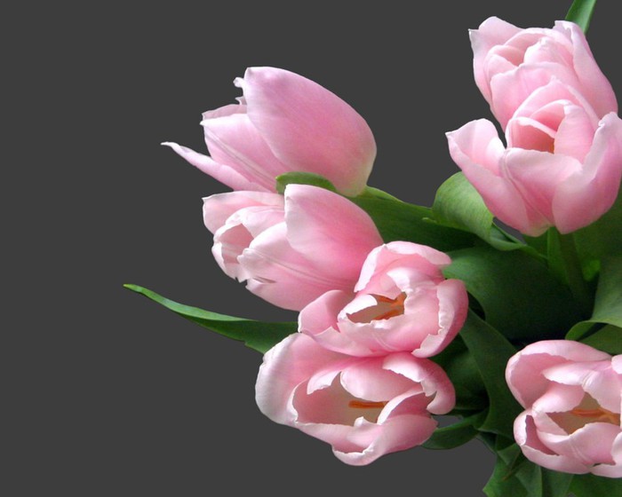 Tulip-Bouquet-Of-Black-2048x2560 (700x560, 51Kb)