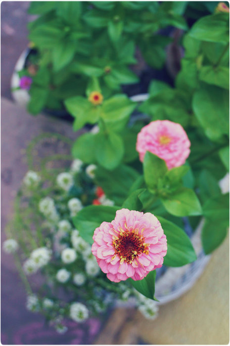 DSC03537 (465x700, 65Kb)