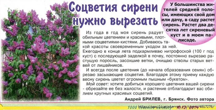 Чем подкормить фиалки в домашних условиях, что бы цвели зимой Чем подкормить сирень для пышного цветения в саду, советы