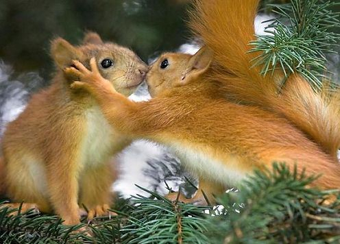 Happy Kiss Day (3) (496x356, 168Kb)