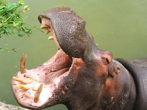 hippopotamus-7- (500x375, 61Kb)