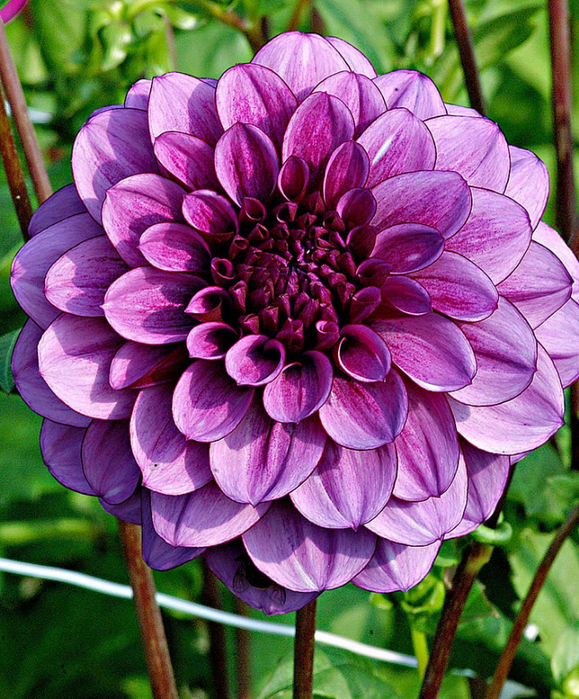 Dahlias_04 (579x700, 649Kb)