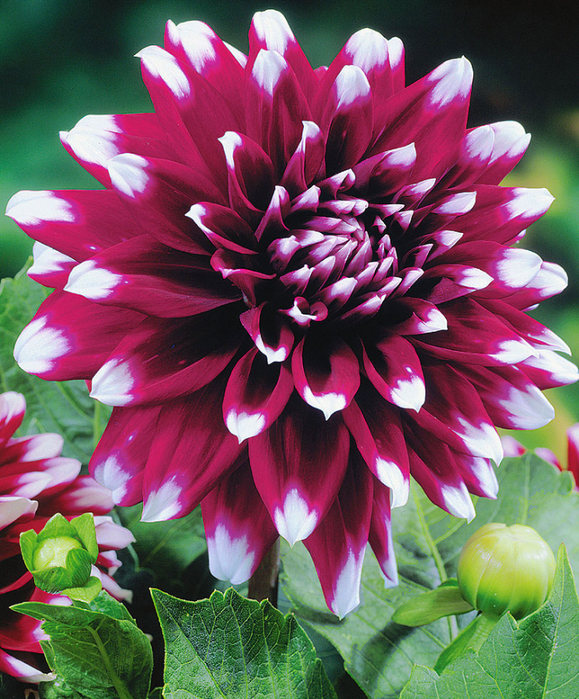 Dahlias_15 (579x700, 623Kb)