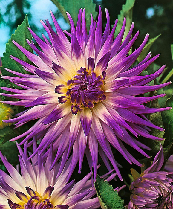 Dahlias_22 (579x700, 636Kb)