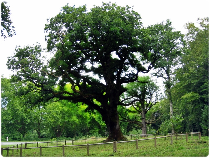 Quercus Petraea (700x525, 353Kb)