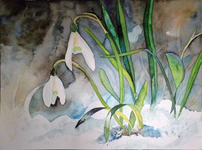 schneeglc3b6ckchen-c-aquarell-von-frank-koebsch-k (700x518, 302Kb)