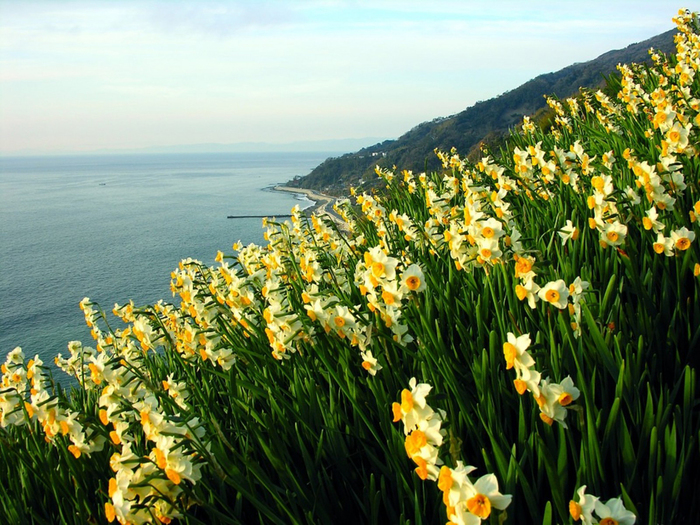 Daffodils-Wallpapers-11 (700x525, 437Kb)