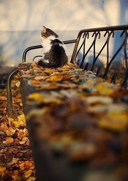 Бездомная кошка сидела на лавке