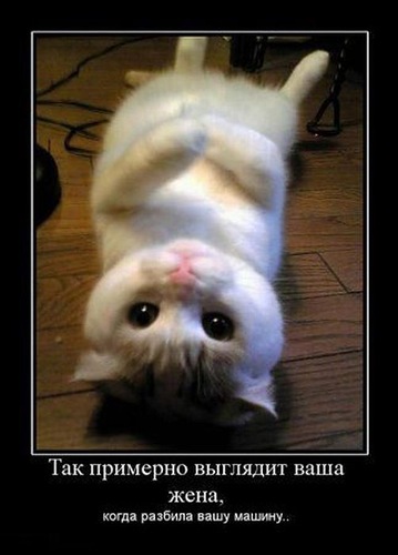 5680197_567Vashazhenarazbivshayamashinu (359x500, 39Kb)