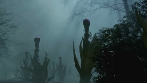 5326834_triffid (480x272, 17Kb)