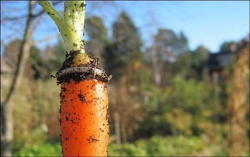 морковка (500x315, 26Kb)