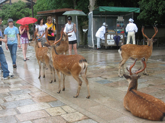 олени в японском городе нара фото 4 (700x525, 462Kb)