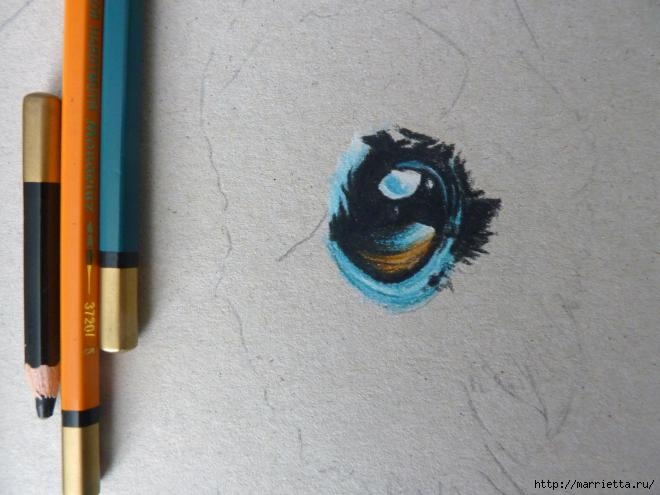 Как нарисовать совушку акварельными карандашами (4) (660x495, 131Kb)
