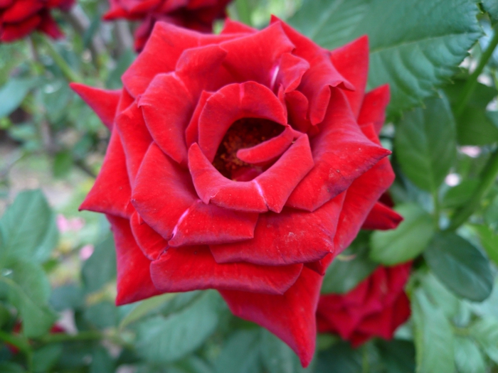 5026000_P1060334 (700x525, 235Kb)