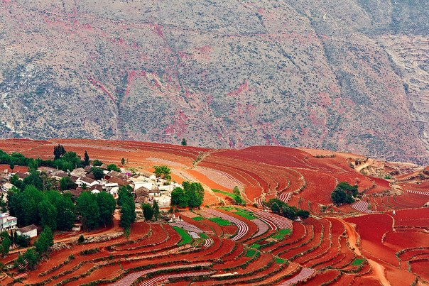 поля Дончуань китай фото 9 (604x403, 410Kb)