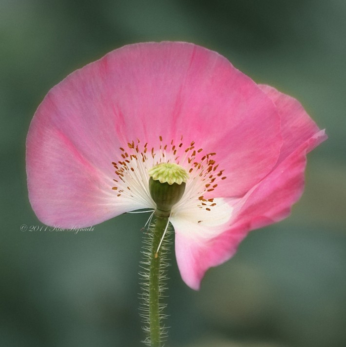 1405799303_hojnacki-5 (698x700, 310Kb)