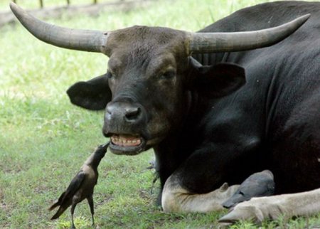 5680197_791CHastnyjstomatolog (450x322, 33Kb)
