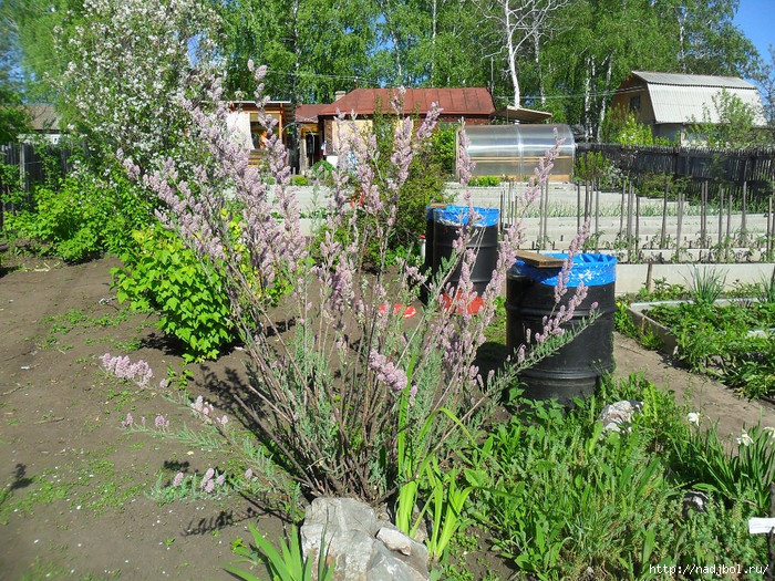 /5186405_image_14 (700x525, 508Kb)