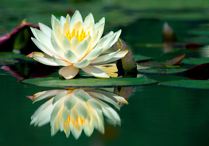 bigstock_Water-lily_And_Its_Reflection_234353 (700x489, 465Kb)