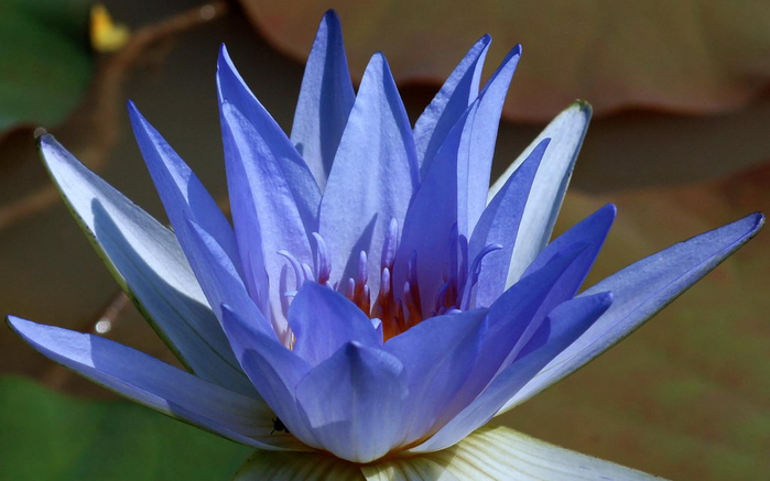 blue-lotus-flower-HD (700x437, 266Kb)