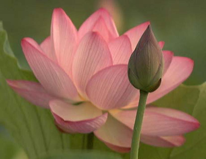 lotus (700x541, 214Kb)