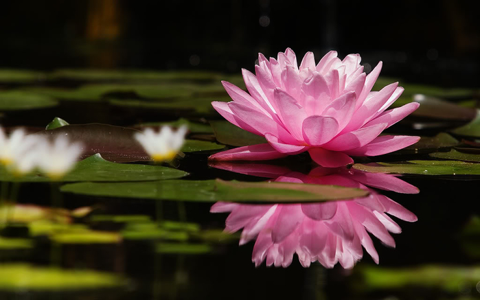 Pink_Lily_Wallpaper_by_secondclaw (700x437, 221Kb)