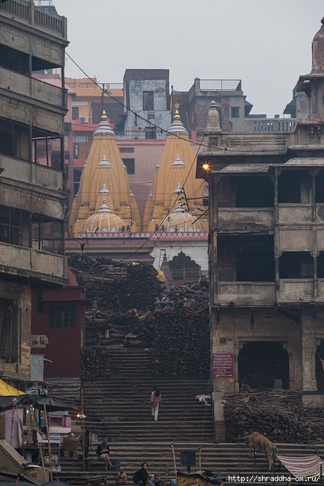 India Varanasi 2014 (82) (466x700, 287Kb)