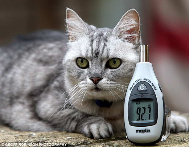 5698144_cat (613x477, 42Kb)