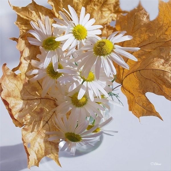 28 (600x600, 205Kb)