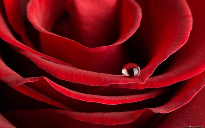 red rose 14 (700x437, 192Kb)