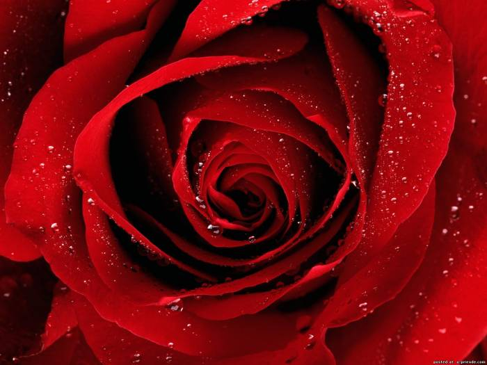 red rose 16 (700x525, 302Kb)